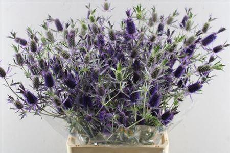 Eryngium overig