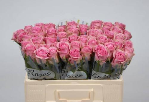 Rosa grootbloemig Wham