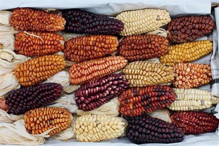Siervruchten per stuk Zea mays 6%