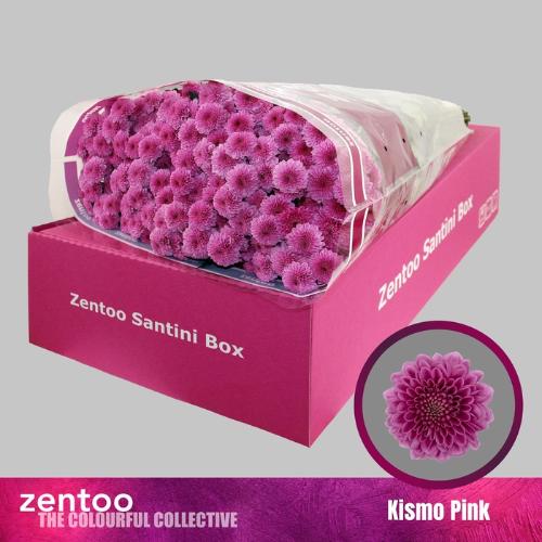 Chrysanthemum (Indicum Grp) tros santini Kismo Pink