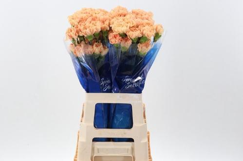 Dianthus standaard 'Caroline Gold'