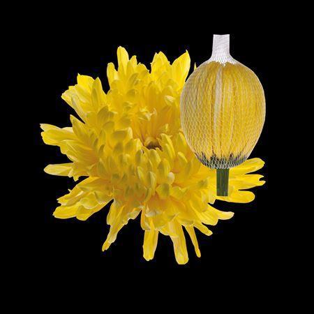 Chrysanthemum (Indicum Grp) geplozen Antonov kleurbehandeld H%