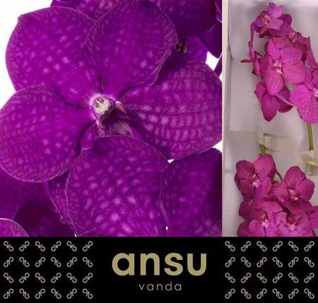 Vanda Nitaya Raspberry Cerise