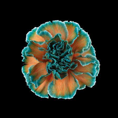 Dianthus standaard kleurbehandeld H%