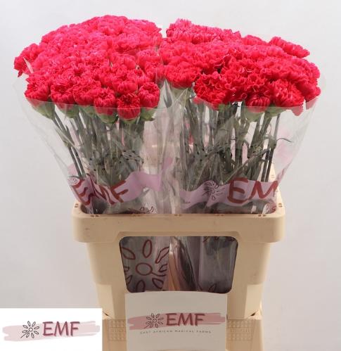 Dianthus standaard Bizet