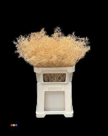 Limonium overig kleurbehandeld H%