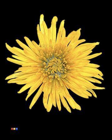 Chrysanthemum geplozen kas kleurbehandeld H%