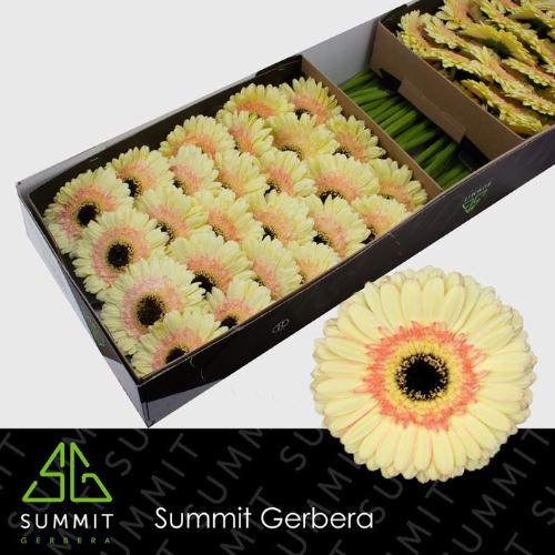 Gerbera grootbloemig 'Cartizze'