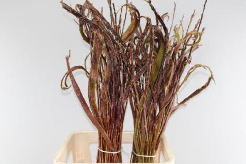 Salix udensis 'Sekka'