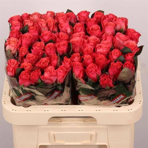 Rosa grootbloemig Pink Tacazzi+