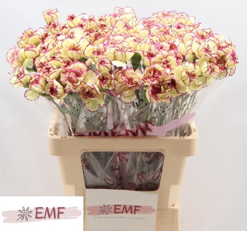 Dianthus standaard Flounder+