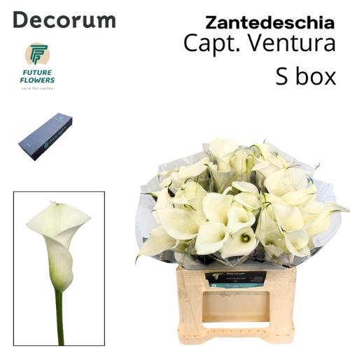 Zantedeschia 'Captain Ventura'