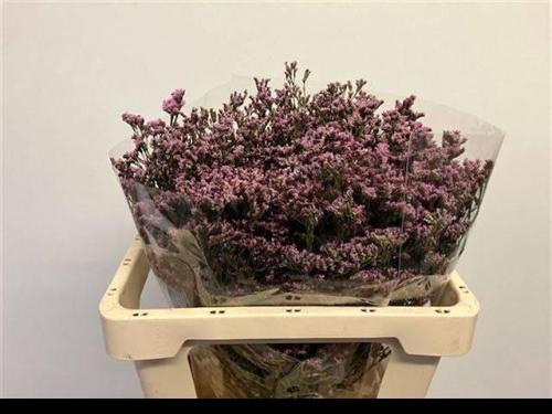 Limonium Florida Pink