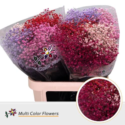Gypsophila overig kleurbehandeld H%
