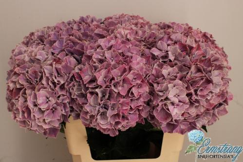 Hydrangea macrophylla Magical Sweet Ruby