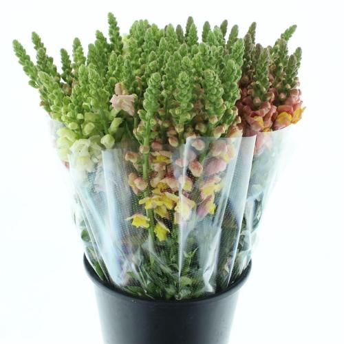 Antirrhinum majus gemengd in fust