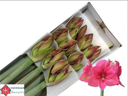 Hippeastrum Galaxy Grp 'Pleasure'