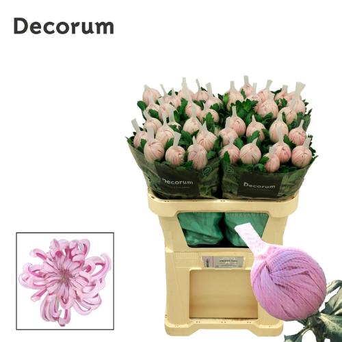 Chrysanthemum Indicum Grp geplozen kas Vienna