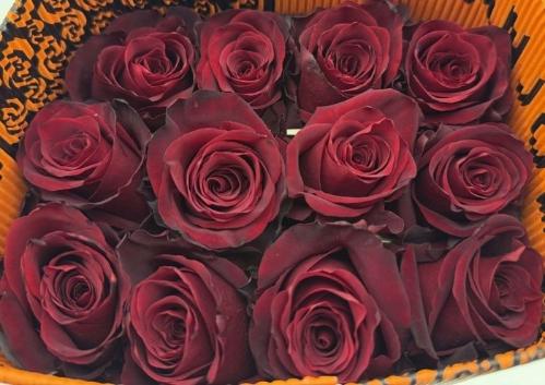 Rosa grootbloemig Explorer