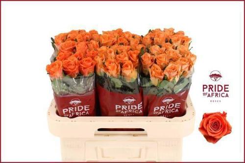 Rosa grootbloemig On Fire