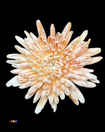 Chrysanthemum geplozen kas kleurbehandeld H%