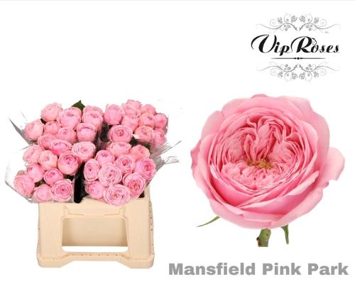 Rosa kleinbloemig Mansfield Pink Park