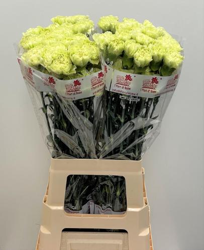 Dianthus standaard 'Lege Verde'