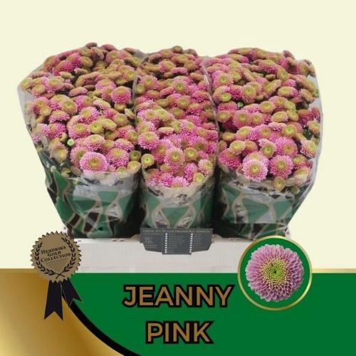 Chrysanthemum Indicum Grp tros santini 'Jeanny'