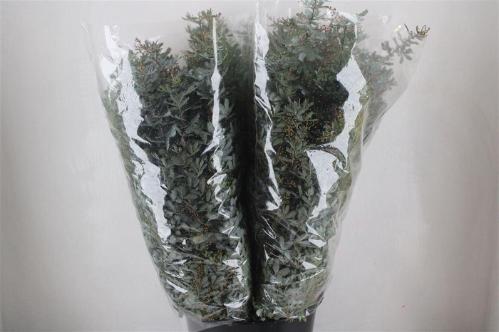 Acacia baileyana bloeiend per bos 'Purpurea'Dealbata Grp