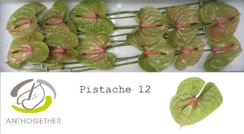 Anthurium Andreanum Grp Pistache