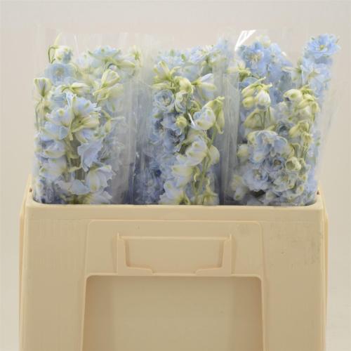 Delphinium Elatum Grp dubbelbloemig 'Dewi Boy'