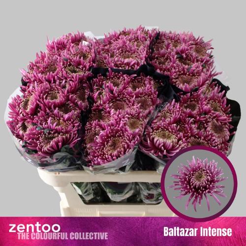 Chrysanthemum geplozen (Indicum Grp) Baltazar Intense