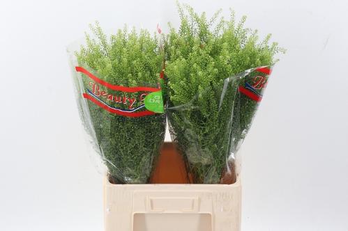 Lepidium virginicum Green Dragon