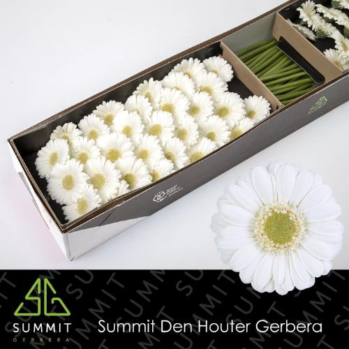Gerbera mini Albino