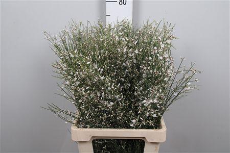 Genista kleurbehandeld H%