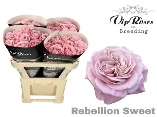 Rosa grootbloemig Rebellion Sweet