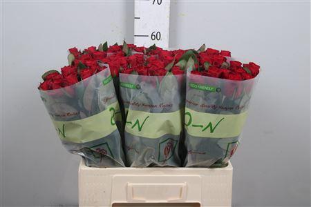 Rosa grootbloemig Red Tacazzi+