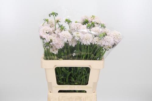Scabiosa atropurpurea French Vanilla Bon Bon Scoop