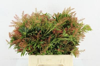 Pieris japonica per bos 'Cupido'