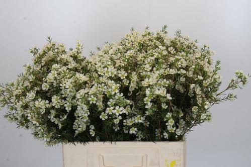 Chamelaucium 'Ivory Pearl'