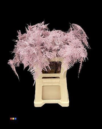 Asparagus overig kleurbehandeld H%