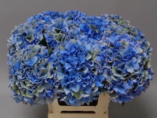 Hydrangea macrophylla Royal Parade (classic)