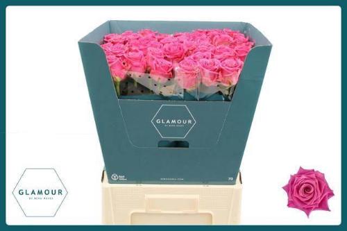 Rosa grootbloemig Tantau’s Charlotte