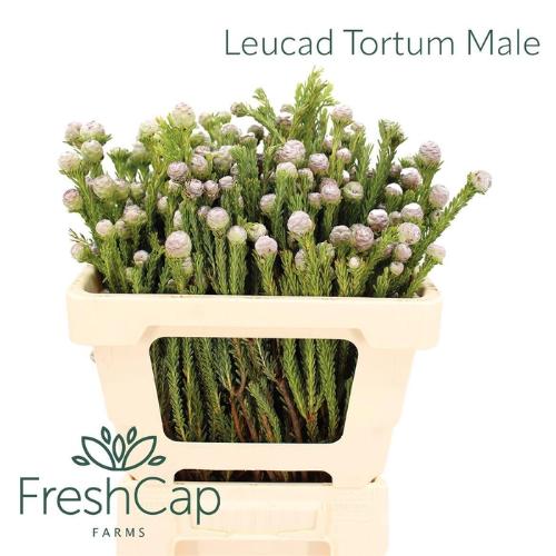 Leucadendron linifolium