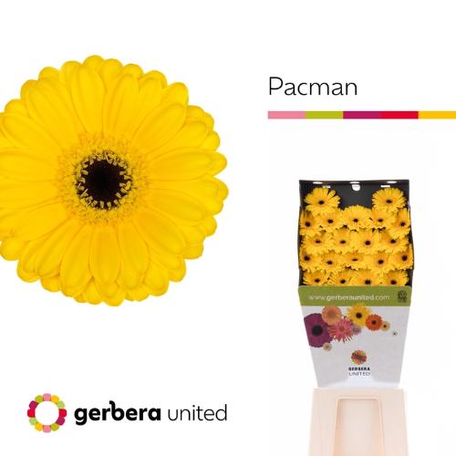 Gerbera mini 'Pacman'