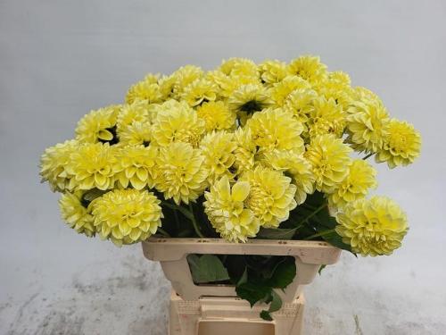 Dahlia (Decorative Grp) 'Banana Baby'
