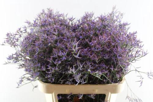 Limonium Safora Dark Blue