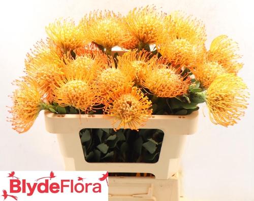 Leucospermum 'Queen Juliana'