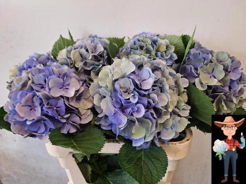 Hydrangea macrophylla 'Elbtal' (classic)