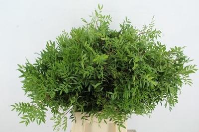 Pistacia (blad) per bos